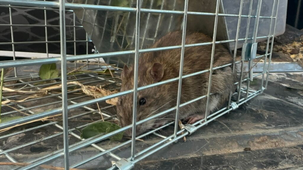 Wildlife Control Alpena County